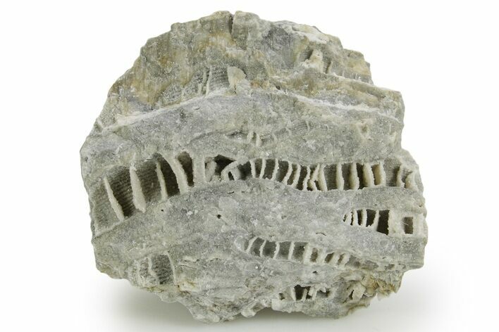 Silurian Dolostone w/ Sparkling Fossil Coral (Fletcheria) - Ohio #362621